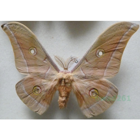 Antheraea pernyi (Guérin-Méneville, 1855) male ex. ovo China 91mm53b